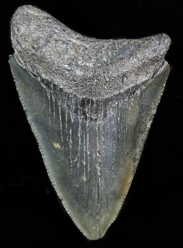 Bargain Megalodon Tooth - South Carolina #47261